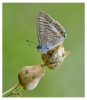 Butterfly 03