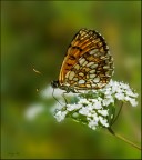 melitaea aetherie melitaea aetherie
