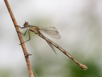 libellula libellula