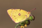 Colias