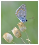 Butterfly o4