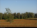 Una distesa di Sorghum vulgare var. technicum, impiantato in via "sperimentale" in quanto molto resistente alla siccit e alla scarsit di acqua, nei pressi di Pavia ( http://www.agraria.org/coltivazionierbacee/sorgo.htm )