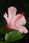 fiore rosa
