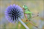 Eryngium Amethystinum... col Botto! Eryngium Amethystinum... col Botto!
