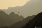 Deserto del Sinai (con cicogna) Deserto del Sinai (con cicogna)
