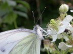 fiore farfalla fiore farfalla
