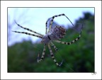 Aracne