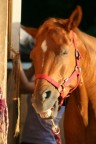 IL CAVALLO SORRIDENTE IL CAVALLO SORRIDENTE