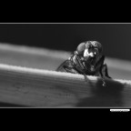 ::: UN MOMENTO DI PAUSA ::: ::: UN MOMENTO DI PAUSA :::