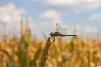 Prime foto (esperimenti) ad insetti.
Scattata a mano libera con un Sigma 50-150