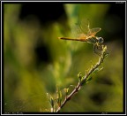 Libellula # 1 Libellula # 1