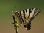 podalirius podalirius
