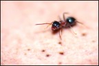 Formichina......... Formichina.........