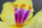 Pistilli sul giallo