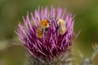 Bombus Latreille Bombus Latreille