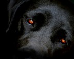 sweet eyes sweet eyes