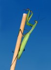 Mantide religiosa Mantide religiosa