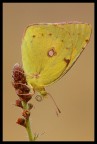 Colias crocea Colias crocea