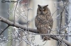 Gufo invernale Gufo invernale