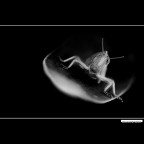 ::: LA CAVALLETTA ::: ::: LA CAVALLETTA :::