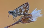 Credo che sia una spialia, c e c sono graditi, ciao Elio.
Canon 180 macro - iso 100 - f 14 - 1/8s - - 33 eV - tripoide - scatto remoto - flasch di schiarita - pannelli lastolite.
Foto ad alta risoluzione:
http://img44.imageshack.us/img44/3817/spialia2000.jpg