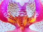 Cuore di orchidea