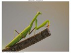 Mantide religiosa Mantide religiosa