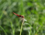 Libellula Libellula