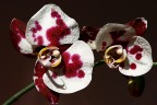 Orchidea