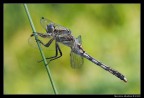 Orthetrum albistylum (femmina)