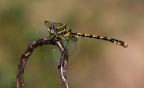 Onychogomphus uncatus Onychogomphus uncatus