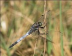 libellula blu