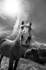 Cavallo grandangolare Cavallo grandangolare
