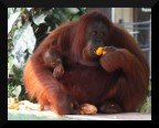 Mamma OrangUtan Mamma OrangUtan