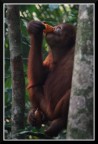 OrangUtan a pranzo OrangUtan a pranzo