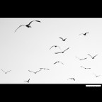 ::: FLY ::: ::: FLY :::