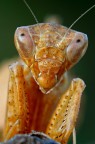 Ameles Spallanziana Ameles Spallanziana