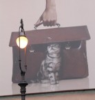 Light & cat Light & cat
