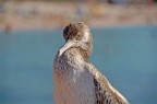 Cormorano Cormorano