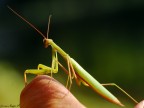 Mantide religiosa Mantide religiosa