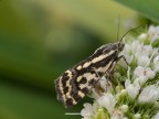 farfallina