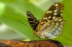 sulla carruba