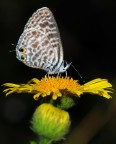 Leptotes pirithous Leptotes pirithous