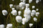 Adamello 2009, vicino ai laghi del Mandrone, nascono questi particolari 'fiori'... Nikon D700 con 24/70 2.8 commenti e critiche sempre ben accetti, dateci sotto... ;)