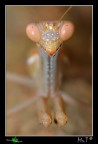 Faccia a Faccia...II° Esp. Faccia a Faccia...II° Esp.