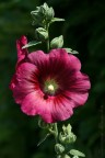 fiore...! fiore...!