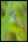 Ischnura elegans (maschio)