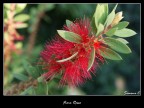 Fiore Rosso Fiore Rosso