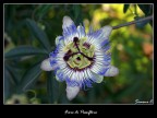 Fiore di Passiflora Fiore di Passiflora