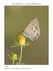 Sempre Leptotes Sempre Leptotes